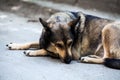 Sad stray dog Royalty Free Stock Photo
