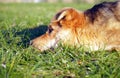 Sad stray dog lying on the grass Royalty Free Stock Photo