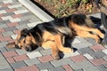 A sad stray dog is lying on the sidewalk