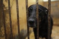 Sad stray dog sitting behind bars in the aviary