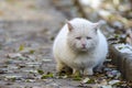 Sad street homeless cat, portrait of an old cat