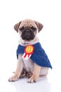 Sad superhero pug sitting down after a bad day