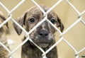 Sad brindle puppy at dog pound behind chain link kennel fence Royalty Free Stock Photo