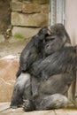 Sad thinking gorilla