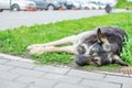 The sad, thoughtful eyes of an old, adult stray dog that lies on the street lawn, on the grass