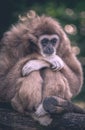 gibbon monkey alone at the zoo in color sitting on a trunk with arms crossed and feet crossed Royalty Free Stock Photo