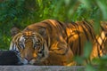 Tiger Royalty Free Stock Photo