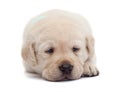 Sad and tired labrador puppy dog resting its head on paws - isolated Royalty Free Stock Photo