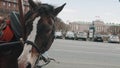 Sad or tired looking steed standing on city side street for tourist rides