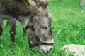 Sad, tortured donkey on a leash on the background of green grass. Close up portrait donkey