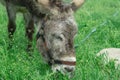 Sad, tortured donkey on a leash on the background of green grass. Close up portrait donkey