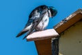 Sad Tree Swallow Royalty Free Stock Photo