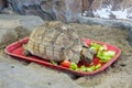 Sad turtle eating various vegetables in captivity Royalty Free Stock Photo