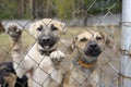 Sad twin stray puppies standing inside of the open air cage behind bars and looking at