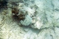 Sad view of bleaching corals