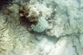 Sad view of bleaching corals