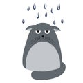A sad, wet cat standing in the rain Royalty Free Stock Photo