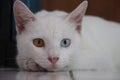 Sad white cat Royalty Free Stock Photo