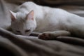 Sad white cat lying on grey blanket in dark Royalty Free Stock Photo