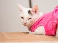 Sad White Cat with Pink Shirt Royalty Free Stock Photo