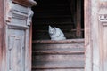Sad white cat resting on old wooden stairs of hut entrance Royalty Free Stock Photo