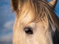 Sad white horse, eye detail. Semi wild animal. Royalty Free Stock Photo