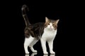 Sad White Scottish Straight Cat Standing in Black Background Royalty Free Stock Photo