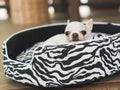White short hair chihuahua dog lying down in zebra pattern mattress , looking sadly at camera Royalty Free Stock Photo