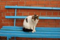 Sad white spotted cat sitting on the blue wooden bench Royalty Free Stock Photo