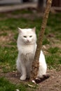 Sad white stray cat Royalty Free Stock Photo