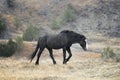 Sad wild black stallion in the rain Royalty Free Stock Photo