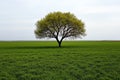 A sad willow tree standing tall in a quiet, empty field, with the wind softly blowing through its branches, under a pale sky Royalty Free Stock Photo