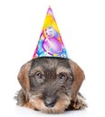 Sad wire-haired dachshund puppy in birthday hat. isolated on white Royalty Free Stock Photo