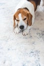 Sad and worried dog lying on a carpet floor indoors Royalty Free Stock Photo