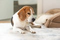 Sad and worried dog lying on a carpet floor indoors Royalty Free Stock Photo