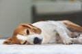 Sad and worried dog lying on a carpet floor indoors Royalty Free Stock Photo