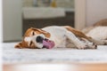 Sad and worried dog lying on a carpet floor indoors Royalty Free Stock Photo