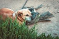 Sad yard dog tied to a chain, lies on the ground