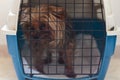 Sad dog inside carrier cage Royalty Free Stock Photo