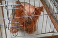 Sad yorkshire terrier sitting in a cage with bowed head. Concept of pet loneliness, abandoned dog, waiting and longing.