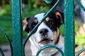 Sad young black and white dog peeks out from behind the fence, waiting for his master. Royalty Free Stock Photo