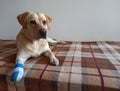 Pet first aid concept. Paw bandage for dogs.