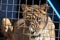 Sad young lioness resting in a cage