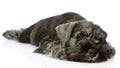 Sad zwergschnauzer puppy. Royalty Free Stock Photo