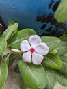 White flower sadabahar plant