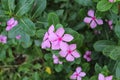 Sadabahar flower with dew drops