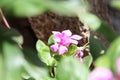 Sadabahar flower through leaves