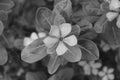 Sadabahar Flower Monochrome Picture