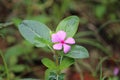 Sadabahar Flower with rain drops