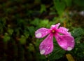 Sadabahar flower sprinkled by rain drops at the onset of monsoon Royalty Free Stock Photo